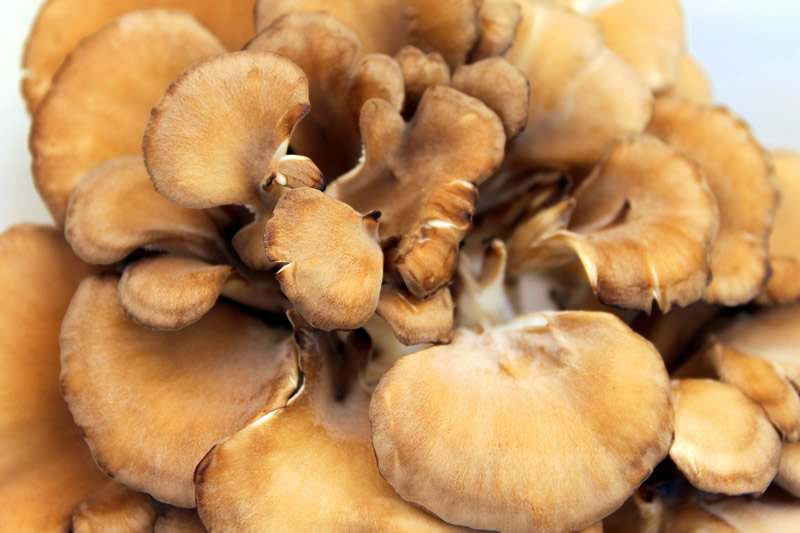 Easy, Natural Stress Relief With Maitake